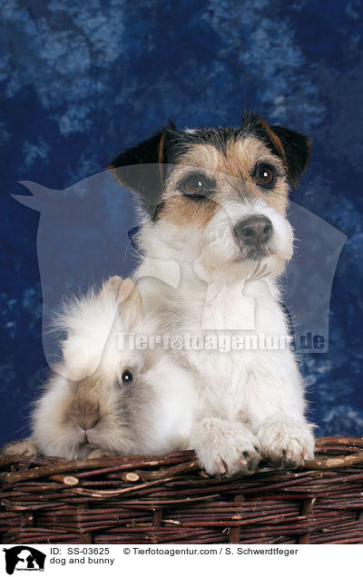 Hund und Kaninchen / dog and bunny / SS-03625