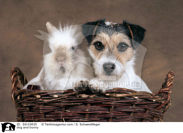 Hund und Kaninchen / dog and bunny / SS-03635