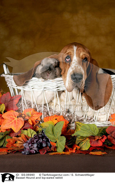 Basset Hound und Widderkaninchen / Basset Hound and lop-eared rabbit / SS-06990