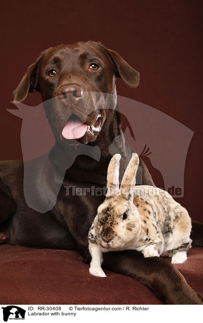 Labrador with bunny / RR-30408