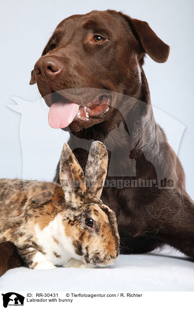 Labrador with bunny / RR-30431