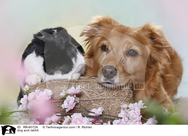 dog and rabbit / RR-80728