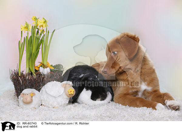 dog and rabbit / RR-80740