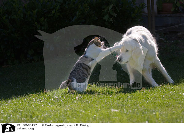 cat and dog / BD-00497