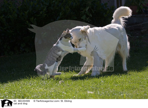cat and dog / BD-00499