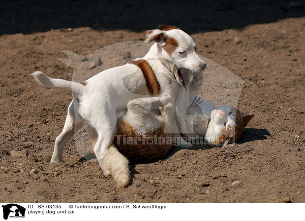 playing dog and cat / SS-03135