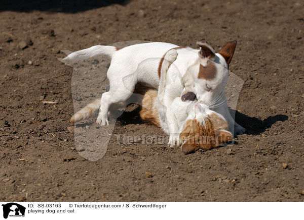playing dog and cat / SS-03163
