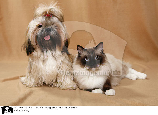Hund und Katze / cat and dog / RR-09242