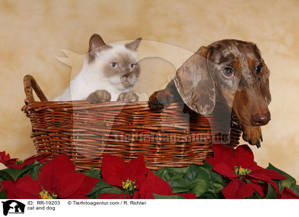 Hund und Katze / cat and dog / RR-19203