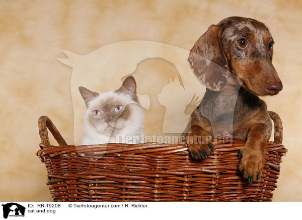 Hund und Katze / cat and dog / RR-19208