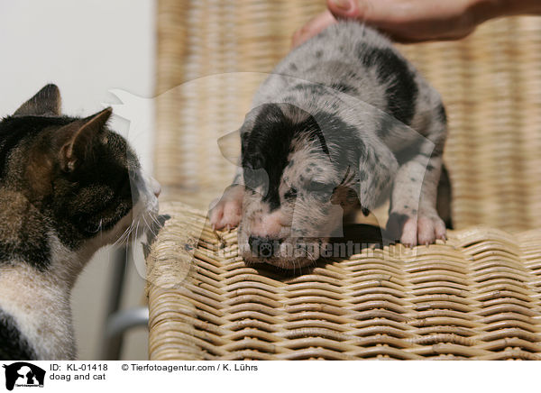 doag and cat / KL-01418