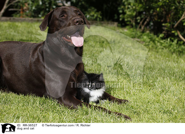 dog and cat / RR-36527