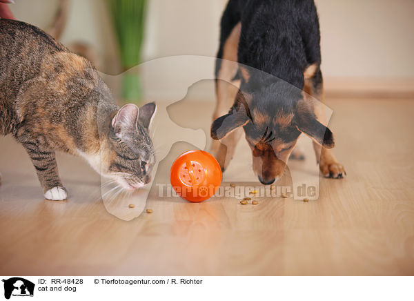 Hund und Katze / cat and dog / RR-48428