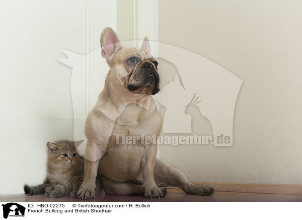 French Bulldog and British Shorthair / HBO-02275
