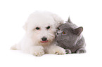 Bichon Firse an British Shorthair