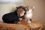 cat and dog