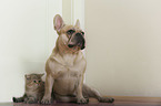 French Bulldog and British Shorthair