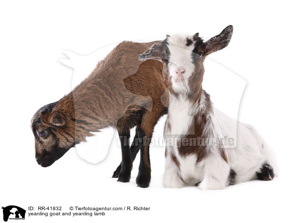 Zicklein und Lamm / yeanling goat and yeanling lamb / RR-41832