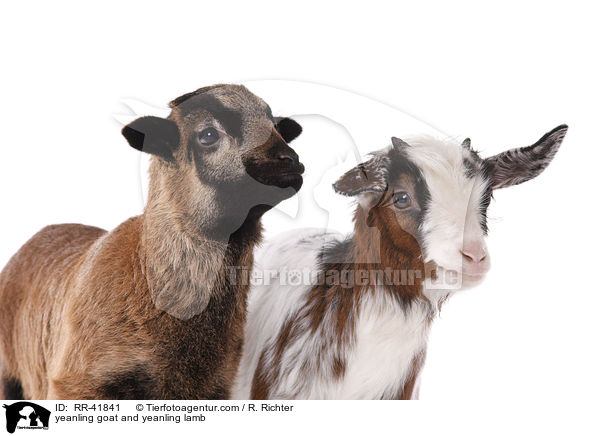 yeanling goat and yeanling lamb / RR-41841