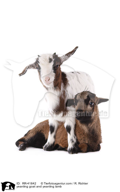 Zicklein und Lamm / yeanling goat and yeanling lamb / RR-41842