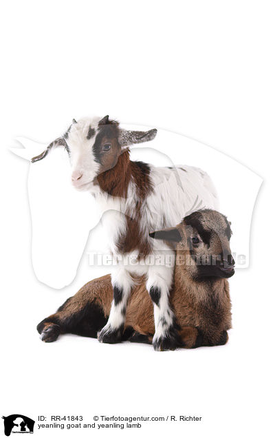 Zicklein und Lamm / yeanling goat and yeanling lamb / RR-41843