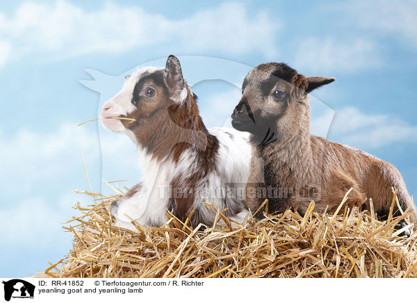 yeanling goat and yeanling lamb / RR-41852