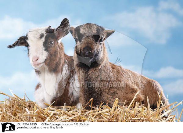 yeanling goat and yeanling lamb / RR-41855