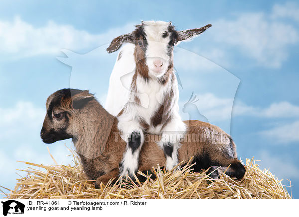 yeanling goat and yeanling lamb / RR-41861