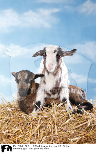 yeanling goat and yeanling lamb / RR-41862