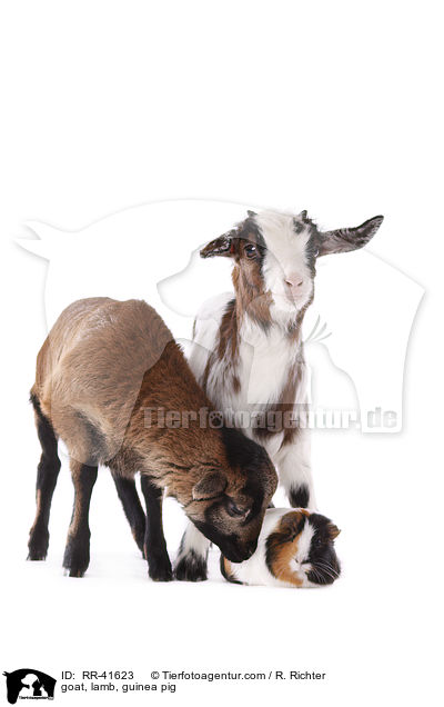 Ziege, Lamm, Meerschweinchen / goat, lamb, guinea pig / RR-41623