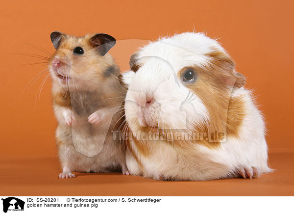 Goldhamster und Meerschwein / golden hamster and guinea pig / SS-20201