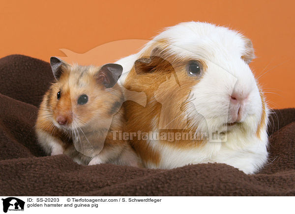 Goldhamster und Meerschwein / golden hamster and guinea pig / SS-20203