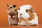 golden hamster and guinea pig