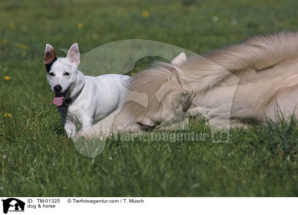 dog & horse / TM-01325