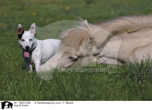 dog & horse / TM-01326