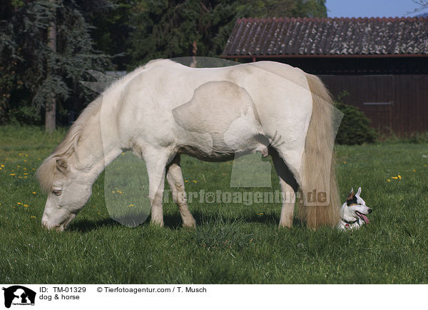 dog & horse / TM-01329