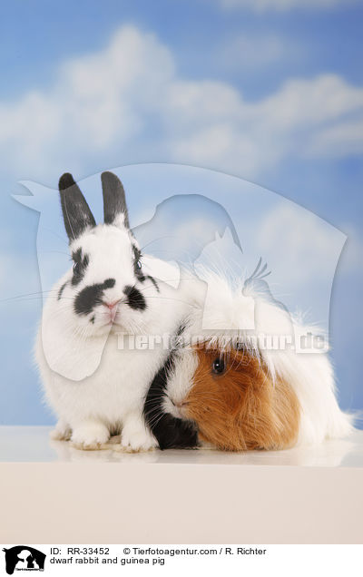 dwarf rabbit and guinea pig / RR-33452