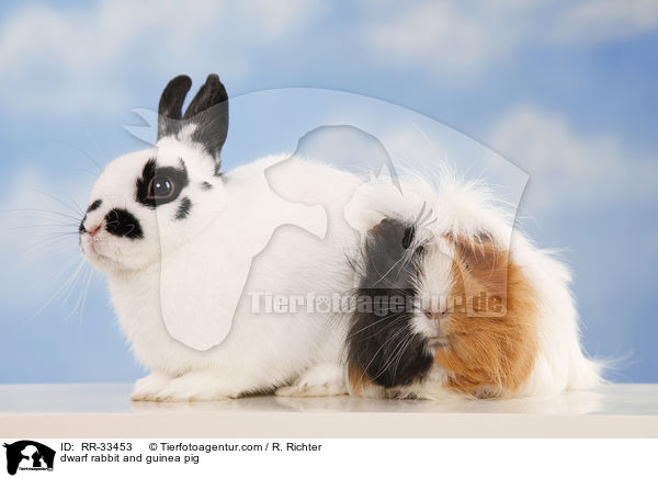 dwarf rabbit and guinea pig / RR-33453