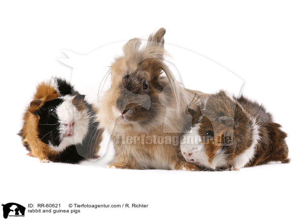 rabbit and guinea pigs / RR-60621