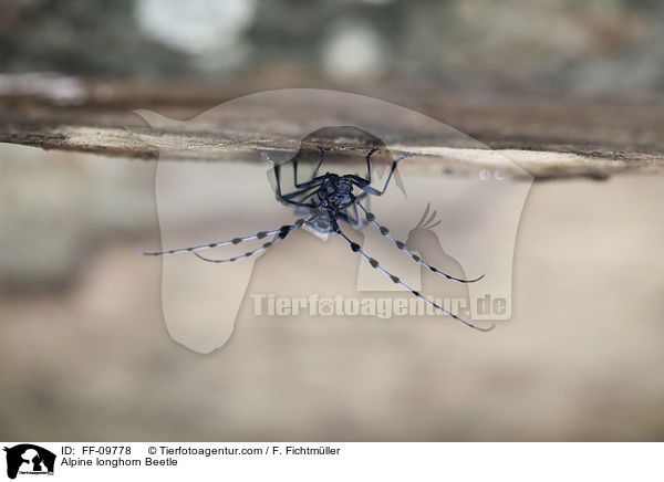 Alpine longhorn Beetle / FF-09778