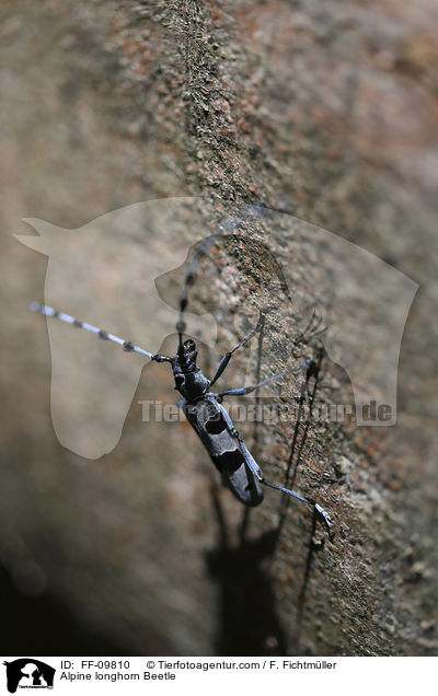 Alpine longhorn Beetle / FF-09810