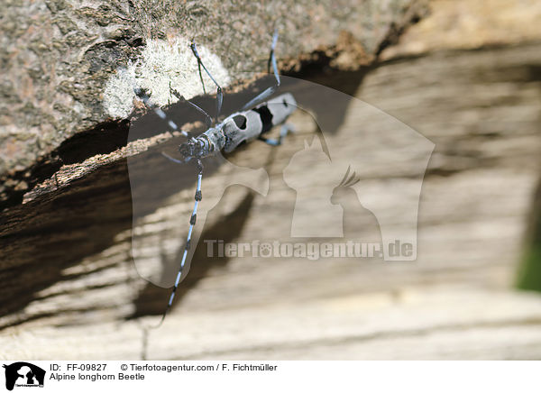 Alpine longhorn Beetle / FF-09827
