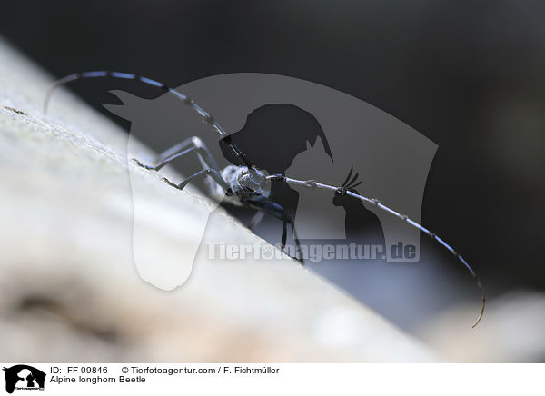 Alpine longhorn Beetle / FF-09846
