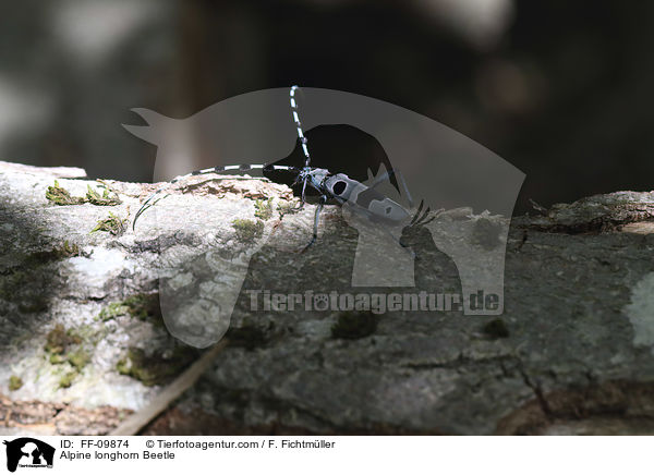 Alpine longhorn Beetle / FF-09874