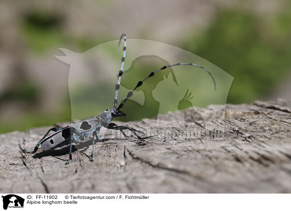 Alpine longhorn beetle / FF-11902