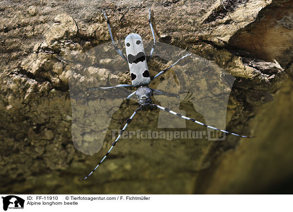 Alpine longhorn beetle / FF-11910