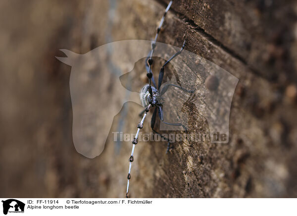 Alpenbock / Alpine longhorn beetle / FF-11914