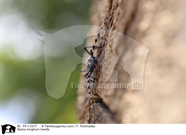 Alpine longhorn beetle / FF-11917