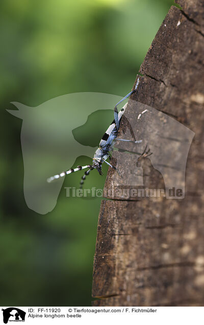 Alpine longhorn beetle / FF-11920