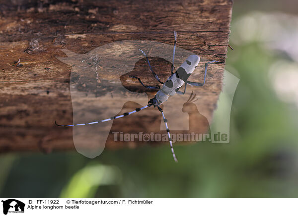 Alpine longhorn beetle / FF-11922